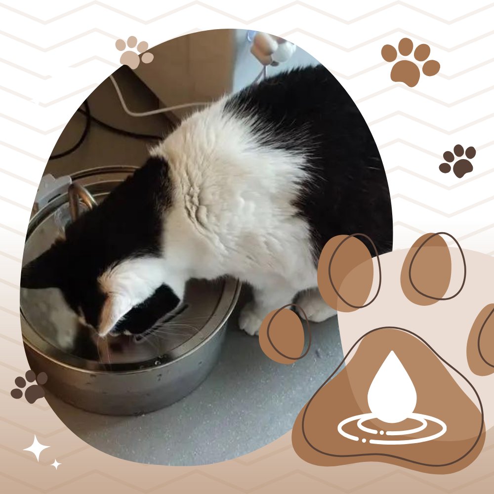 Large Capacity Cat Drinking Fountain - Ozerty